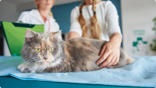 Yerden Isıtma ve Klimalı Evlerde Kedi ve Köpek Sağlığı