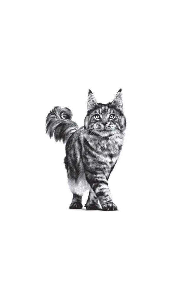 Expert Neutered Satiety Balance Kısır Kedi Kuru Maması 1,5 kg